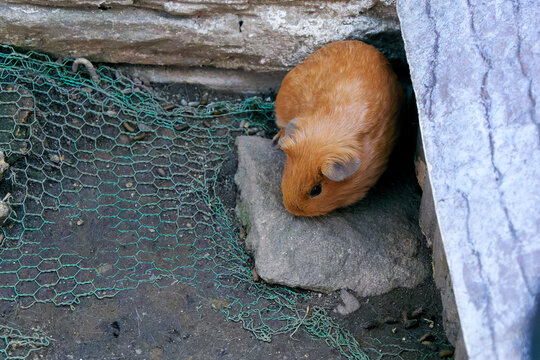 High angle view of a small brown guinea pig peeking out from a stone shelter in Yufuin, Japan.