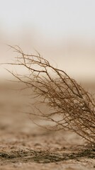 Obraz premium Dry thorn bush on cracked desert ground with heat haze