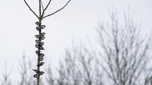 Wildlife photography featuring a small flock of white-breasted nuthatches gathering closely on a single bare walnut branch outdoors