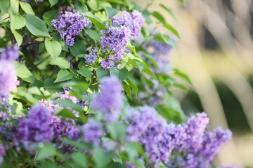 Springtime nature and floral beauty, blooming purple lilac flowers in a garden with soft sunlight and bokeh background for seasonal wellness themes © Pixel-Shot