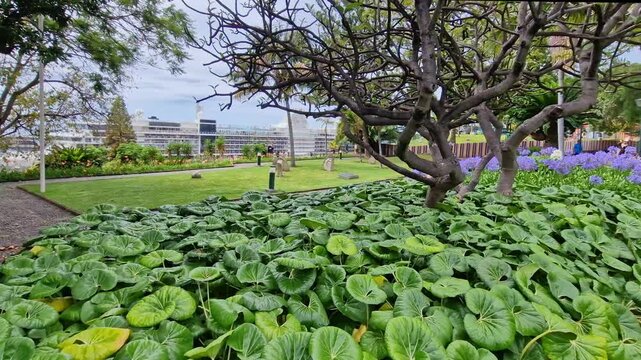 View of Parque de Santa Catarina, the biggest natural park in capital Funchal on Madeira Island.