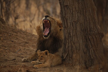 Wide-mouthed yawn from a male lion beside his cub © WildinAfrica