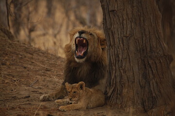 Male lion mid-yawn with his cub resting close by © WildinAfrica