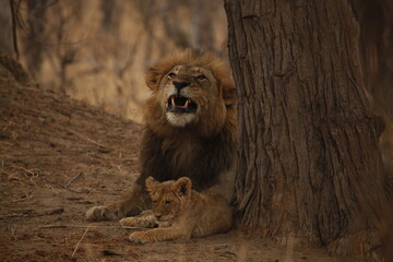 Male lion glancing sideways with his cub resting beside him © WildinAfrica