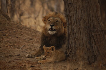 Male lion lying calmly with his cub close beside him © WildinAfrica