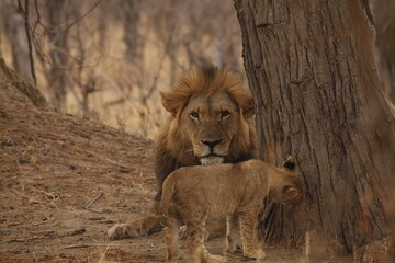 Cub resting tenderly against its father's side © WildinAfrica