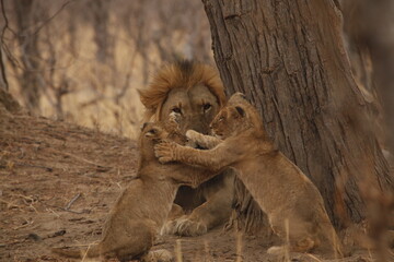 Lion cub playfully reaching up toward its father's face © WildinAfrica