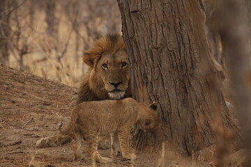 Alert male lion keeping watch with his cub nearby © WildinAfrica