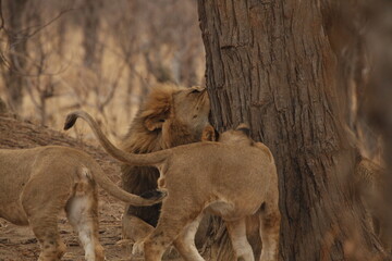 Male lion and lioness walking together near a tree © WildinAfrica