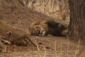 Male lion sleeping under a tree as his cub moves nearby © WildinAfrica