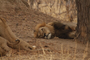 Male lion resting peacefully with his cub close by © WildinAfrica