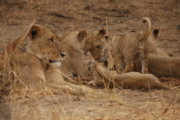 Lioness resting in the grass with two cubs © WildinAfrica