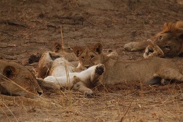 Lioness and cub resting as a male lion rests nearby © WildinAfrica