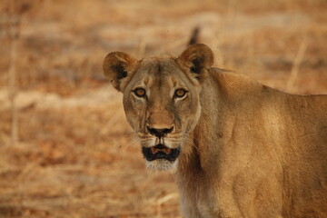 Lioness standing alert in open golden grassland © WildinAfrica