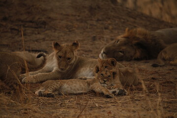Male lion sleeping with cubs resting close by © WildinAfrica