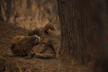 Male lion embracing his cub beneath a tree at dusk © WildinAfrica
