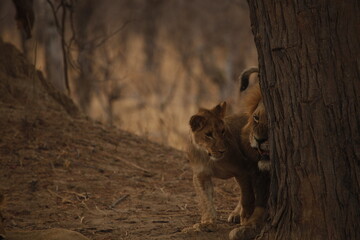 Lion cub looking up at its father beside a tree © WildinAfrica