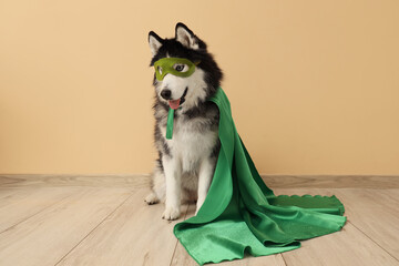 Cute husky dog in superhero costume near beige wall © Pixel-Shot