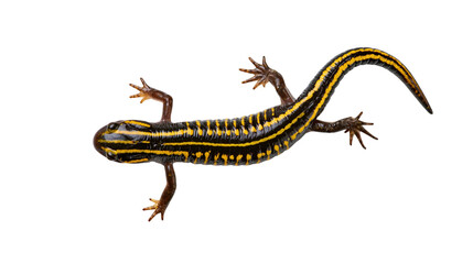 Fototapeta premium Black and yellow striped fire salamander top view isolated on transparent background PNG element