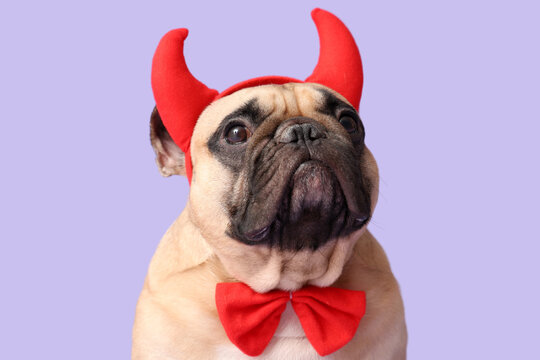 Cute French bulldog in Halloween devil horns on purple background