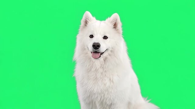 Samoyed dog on green screen background.