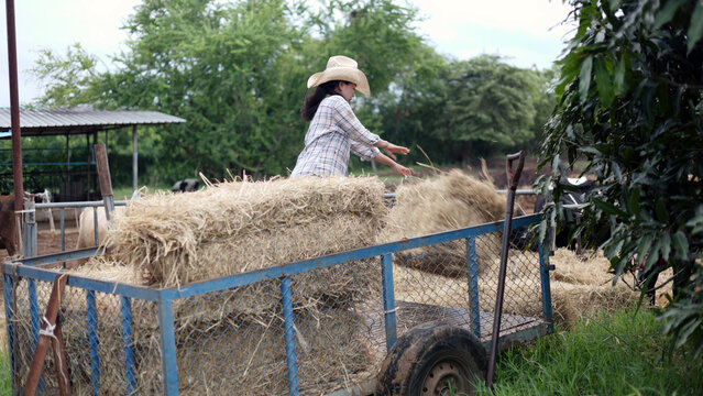 Asian male and female farmers unloading hay bales from a blue tractor trailer to feed dairy cows on a rural livestock farm.