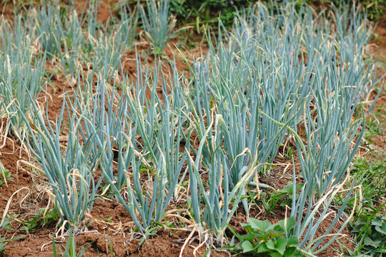 green scallion welsh onion crop growing on red soil field farm landscape