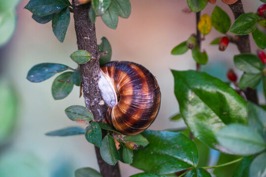 A spiral-shelled garden snail clings tightly to a woody shrub stem framed by green foliage and small berries.
