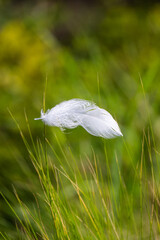 A delicate, soft white bird feather rests lightly atop slender blades of tall green grass with a soft-focus meadow background. © Andrey