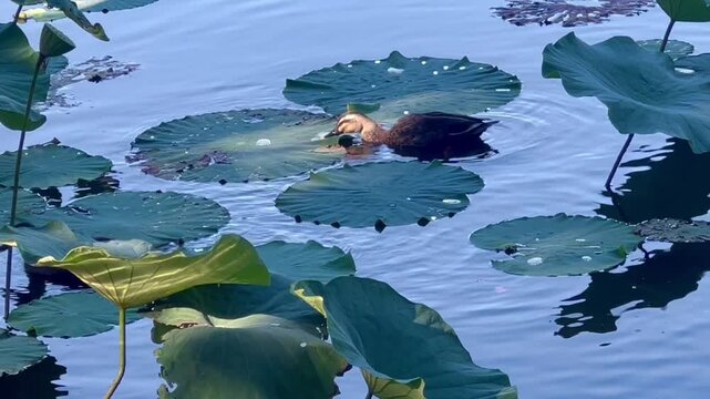ディープスカイブルーの澄んだ水面と青々としたハスの葉の間を優雅に泳ぐカモの姿を捉えた静寂なハスの池の自然風景動画素材