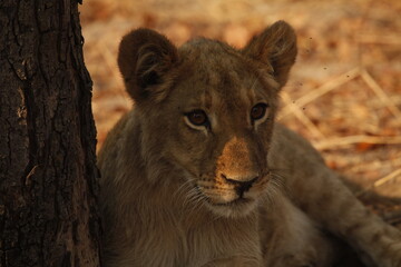 Young lion portrait framed beside a tree trunk © WildinAfrica