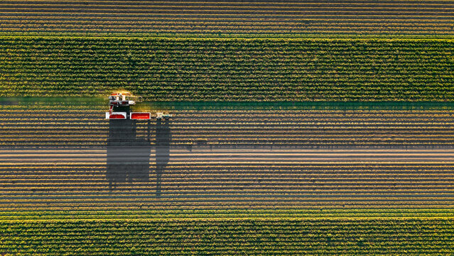 Tractor harvesting tomatoes in cultivated agricultural field aerial view