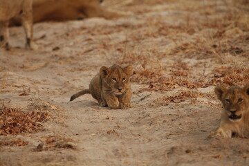 Lion cub sitting alone as a lioness watches from afar © WildinAfrica