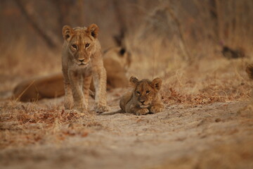Lioness walking with her cub across open ground © WildinAfrica