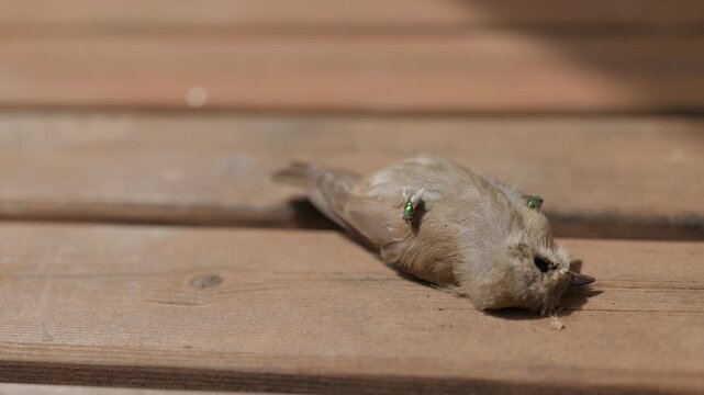 A dead bird and green flies on the wooden floor slow motion