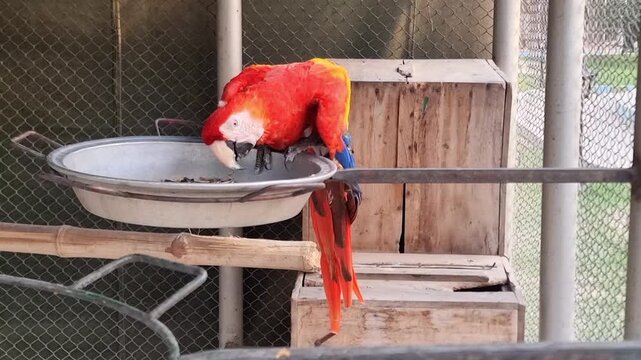 Macaw Parrots. A macaw is eating food at the zoo. Scarlet macaw in profile view reveals radiant red and blue feathers against a rustic wood backdrop. Zoo of Dg Khan punjab Pakistan. 4K Footage.