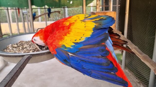 Macaw Parrots. A macaw is eating food at the zoo. Scarlet macaw in profile view reveals radiant red and blue feathers against a rustic wood backdrop. Zoo of Dg Khan punjab Pakistan. 4K Footage.