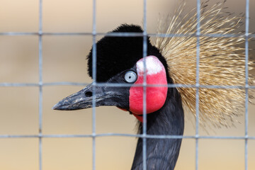 Fototapeta premium Crowned crane with vibrant red facial patch behind wire fence