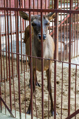 Fototapeta premium Brown deer stands behind rusted metal bars