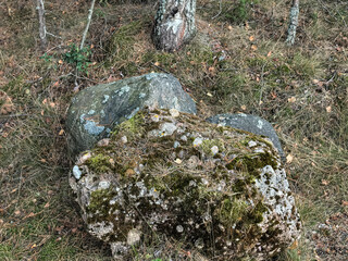 Natural Granite Boulder with Green Moss in Pine Woods © Vertstyle