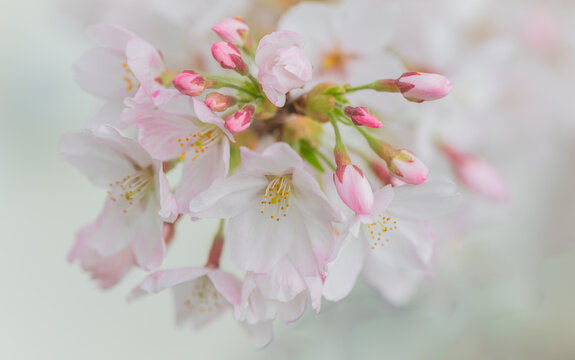close up of white cherry blossom flowers with pink buds on branch in spring