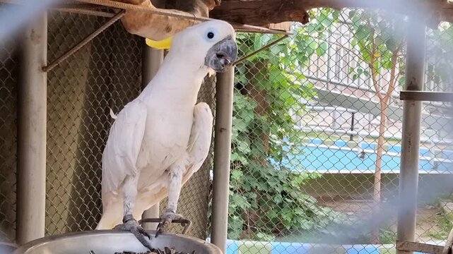 A closeup view of White macaw parrot. Blue eye White Macaw parrot hold on branch. Beautiful 4K Footage.