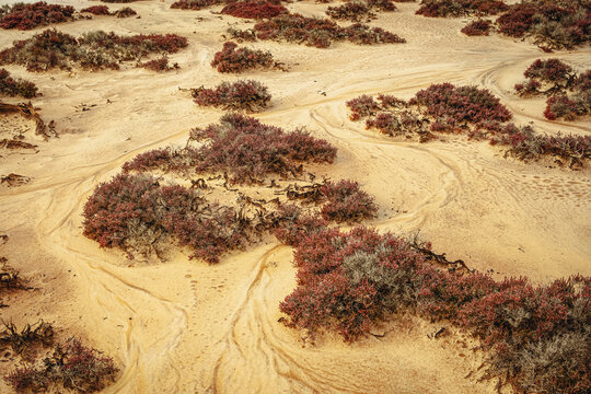 High angle view of salt flat with red samphire and silvery saltbush forming scattered islands across beach and sinuous drainage patterns weaving between vegetation, Lake Tyrrell, Victoria, Australia