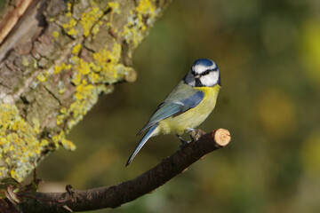 Eurasian Blue Tit (Cyanistes caeruleus) perched on a tree branch in sunny spring garden, close-up full body profile view of cute colorful songbird © Badr