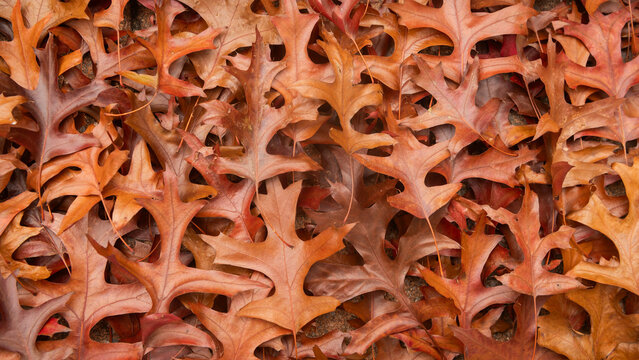 background close up filled with fallen red brown oak leaves in autumn