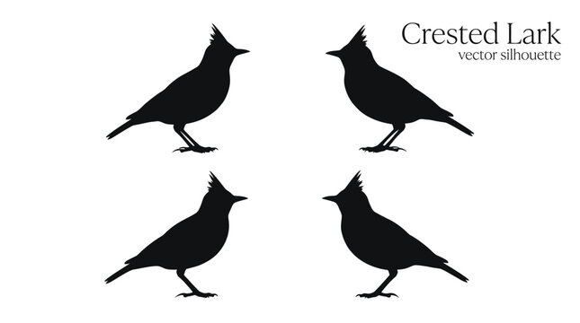 Crested lark bird vector silhouette illustration featuring four distinct black avian shapes for creative graphic projects