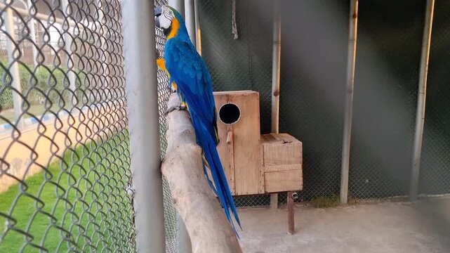 A red and blue color macaw. Scarlet macaw in profile view reveals radiant red, yellow, and blue feathers against a rustic wood backdrop. Parrots in the zoo of Dg Khan punjab Pakistan. 4K Footage.