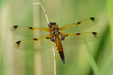 Four-spotted chaser dragonfly (Libellula quadrimaculata) perched on a dry branch, top view macro shot © Badr