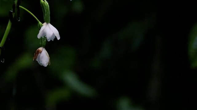 Delicate white drooping flower buds dripping with raindrops in dark monsoon closeup