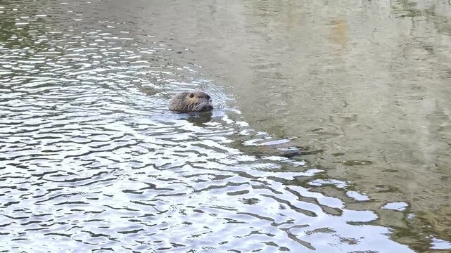 Eine Nutria (Sumpfbiber) schwimmt im flachen, leicht welligen Wasser des Flusses Pader in der Stadt Paderborn, Deutschland. Invasive Art. Echtzeit mit Sound.
